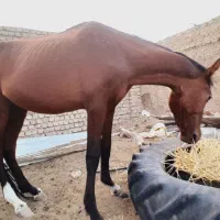 اسب|اسب و تجهیزات اسبسواری|نیمبلوک, |دیوار