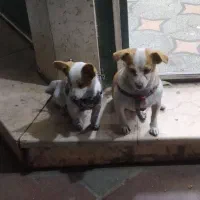 اشپیدز آلمانی خالص مادر و دختر|سگ|ورامین, ورامین|دیوار