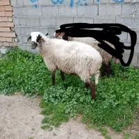 میش خشک کشتاری