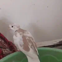 کبوتر خانگی نر بالغ سه کاکل