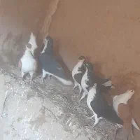 ۷عدد سده فروشی