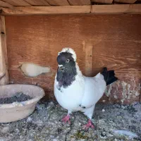 کبوتر رنگی|پرنده|قم, بیست متری ولیعصر|دیوار