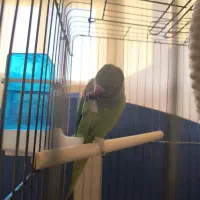 طوطی ملنگو|پرنده|زنجان, |دیوار