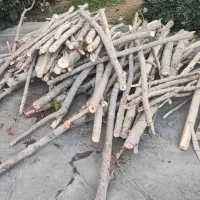 درخت خرید و برش درختان خشگ