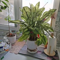 گلهای آپارتمانی|گل و گیاه طبیعی|فردیس, شهرک ناز|دیوار