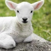 گوسفند جوان وچاق میش زنده جهت قربانی|حیوانات مزرعه|قزوین, |دیوار