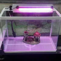 آکواریوم تمیز شرکتی دلسا بافیلترو ماهی|ماهی|رامهرمز, |دیوار