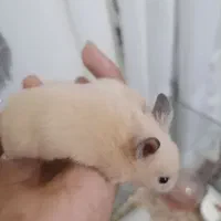 3عدد همستر سوری جوان (5/6)هفته|موش و خرگوش|مشهد, احمدآباد|دیوار