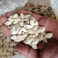 تخمه کدو