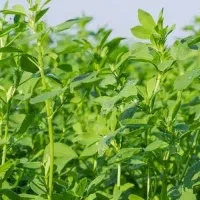 افزایش تناژ و تقویت یونجه