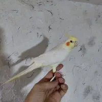 عروس هلندی دستی و آماده جفت