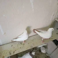 دم زرد|پرنده|هشتگرد, فاز ۷ مهستان|دیوار