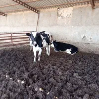 گوساله نر و تخک