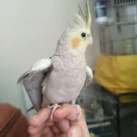 فروش عروس هلندی ۶عدد همه یکجا|پرنده|قزوین, |دیوار