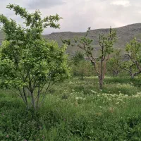 باغ/عارفی