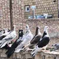 تعداد30عددکبوترپرشی