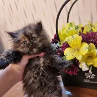 گربه اسکاتیش فولد لانگ هیر|گربه|تهران, جنت‌آباد مرکزی|دیوار