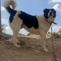 سلام‌ سگ‌نمایشی