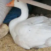 فروش غار و مرغ محلی|حیوانات مزرعه|داراب, |دیوار