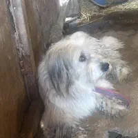 سگ تریر نر|سگ|بندر انزلی, گیلار|دیوار