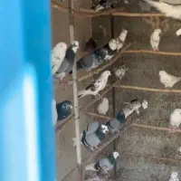 فروش کبوتر|پرنده|کهریزک, |دیوار