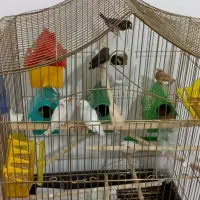 فنچ|پرنده|میانه, |دیوار