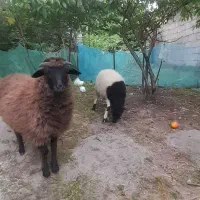 ۲ راس بره ، نر و ماده