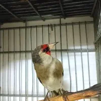 سهره دورگ زاغ سیاسر نر سر شطرنجی لچک پهن (قناری)