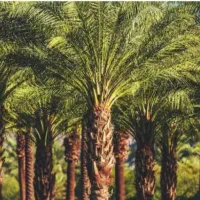 کمپلکس کود نخیلات|عمدهفروشی|جهرم, |دیوار