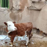 گوساله تک رنگ اصل سیمیتال