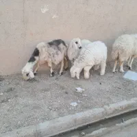 ۲راس میش جوان بره دار هر ۲راس بره نر|حیوانات مزرعه|مرودشت, تخت جمشید|دیوار
