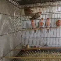 قناری توپاز موزاییکی قرمز اورجینال