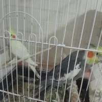پرنده عروسی هلندی ومرغ عشق
