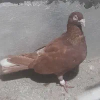 سرخ|پرنده|شیراز, کرونی(خاتونک)|دیوار