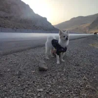 سگ پامر شیتزو