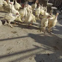 جوجه بوقلمون بیوتی گوشتی ۶۵روزه