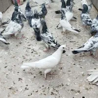 کبوتر پاکستانی