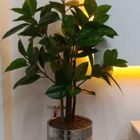 درختچه
