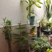 گل های آپارتمانی سروحال