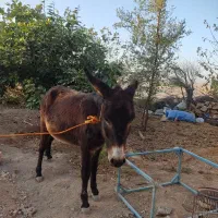 الاغ ماده جوان|حیوانات مزرعه|دهدشت, |دیوار