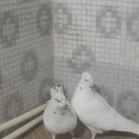 کبوتر کاشانی تهرانی