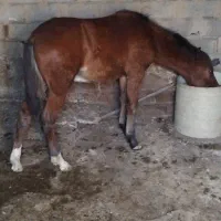 اسب نر ۶ ماهه نژاد دار