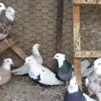 کبوتر طوقی کاکلی|پرنده|همدان, |دیوار