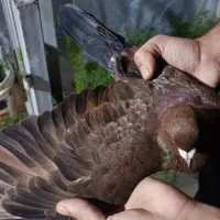 کبوتر|پرنده|کیلان, |دیوار