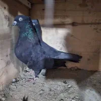 کفتر کبوتر زاغ کاکلی ذغالی پرشی