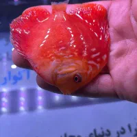 دیسکس های نژاد دار|ماهی|کرج, گوهردشت|دیوار