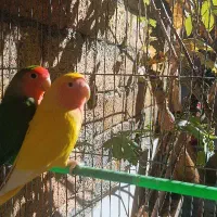 عروس هلندی،طوطی برزیلی،مرغ عشق