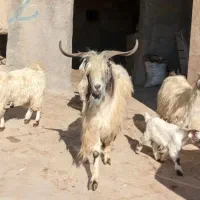 نر بز نژاد دوقلو زا|حیوانات مزرعه|قوچان, |دیوار