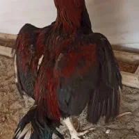 خروس خوشکل زیبا لاری