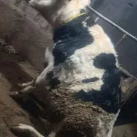 فروش خرید گاو زمین گیر افتاده